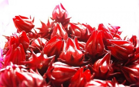 7 BENEFITS OF HIBISCUS TO HUMAN’S HEATH